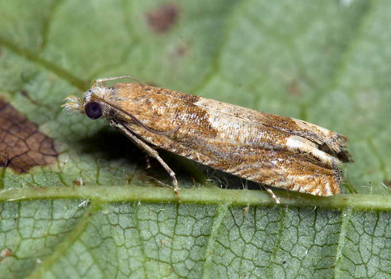 Tortricidae: Eucosma conterminana